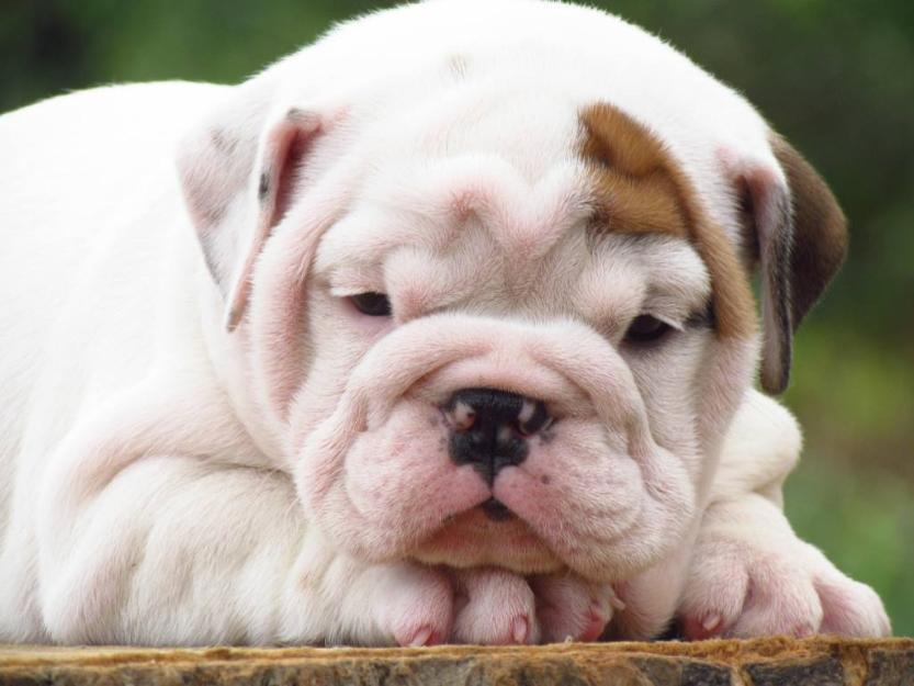 Excelentes cachorros de bulldog ingles.