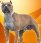 EXECELENTE AMERICAN STAFFORDSHIRE TERRIER PARA MONTAS - mejor precio | unprecio.es
