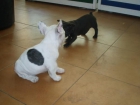 Preciosas Bulldog Frances 495 euros - mejor precio | unprecio.es