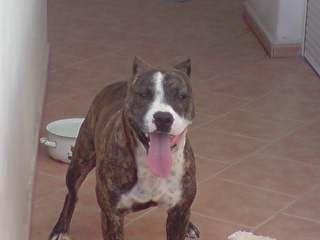 proxima camada de pitbull