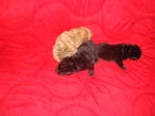 VENDO PRECIOSOS SHAR-PEYS LINEA AMERICANA - mejor precio | unprecio.es