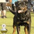 cachorros rottwailer exposicion