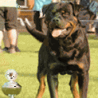 cachorros rottwailer exposicion - mejor precio | unprecio.es