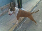 Camada bull terrier excelente pedigree - mejor precio | unprecio.es