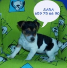 Camada de Jack Rassell en venta ¡Pura Raza - mejor precio | unprecio.es
