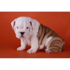 estupenda camada de bulldog ingles 130euros - mejor precio | unprecio.es
