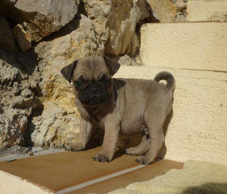 Excelente camada de Carlino