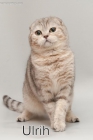 Gatos British shorthair - mejor precio | unprecio.es