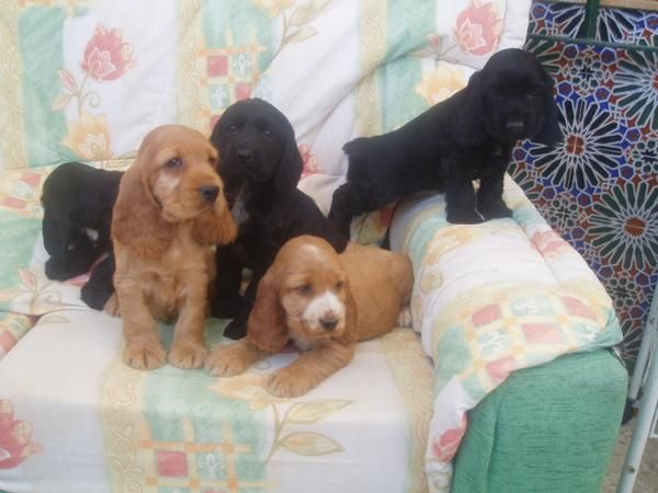 Preciosos cachorritos de cocker Spaniel con pedigree, muy economicos.