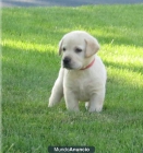 Regalo   Labrador Retriever cachorros - mejor precio | unprecio.es