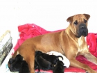 Se venden cachorritos de sharpei a muy buen precio - mejor precio | unprecio.es