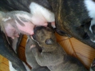 VENDO CACHORROS BULL TERRIER 635255954 / 654417010 - mejor precio | unprecio.es