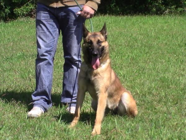 venta de pastor belga malinois