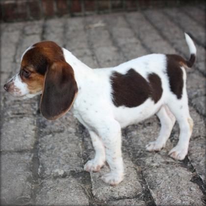 Adorable cachorro de Beagle para 150euros
