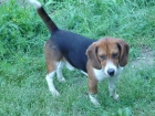 beagle cazando con 3 años - mejor precio | unprecio.es
