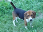beagle cazando con 3 años - mejor precio | unprecio.es