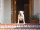 Bulldog ingles disponible para montas ( monta ) - mejor precio | unprecio.es