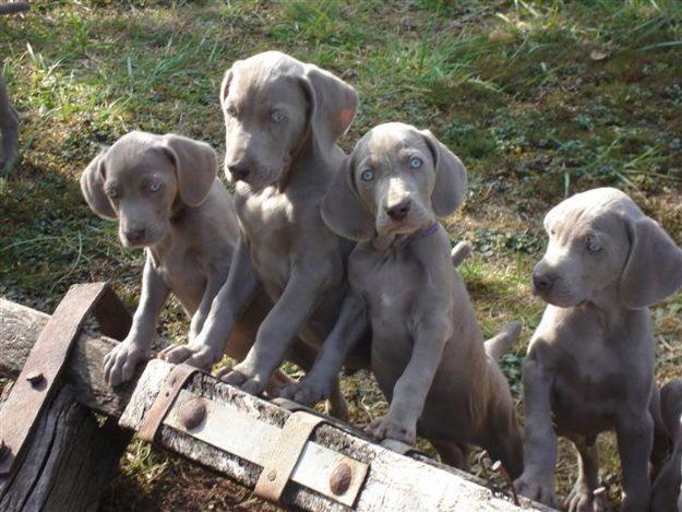 CACHORROS WEIMARANER