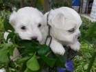 coton de tulear macho blanco. vendo o cambio por una hembrita - mejor precio | unprecio.es