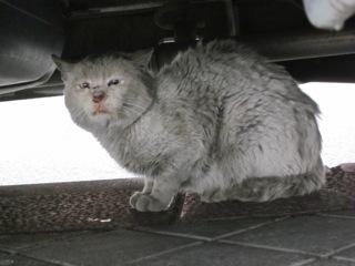 NO TENEMOS CON QUE AYUDARLES. MADRID FELINA TE NECESITA PARA PODER AYUDAR A ESTOS POBRES