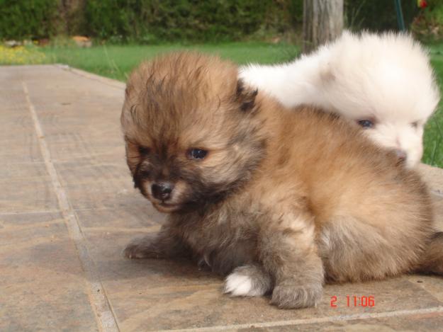 ULTIMOS CACHORROS DE LULU DE POMERANIA