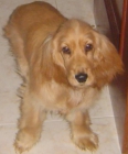 URGENTE Vendo Hembra Cocker Spaniel - mejor precio | unprecio.es