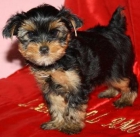 yorkis terrier - mejor precio | unprecio.es