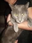 AZUL RUSO DE UN AÑITO EN ADOPCION! - mejor precio | unprecio.es