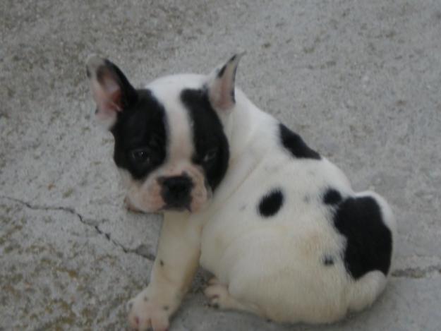 Bulldog FRances