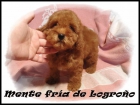 Cachorritos De Caniche Enano, Toy y Mini Toy Apricot, Rojo y Negros - mejor precio | unprecio.es