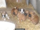 cachorros boxer - mejor precio | unprecio.es