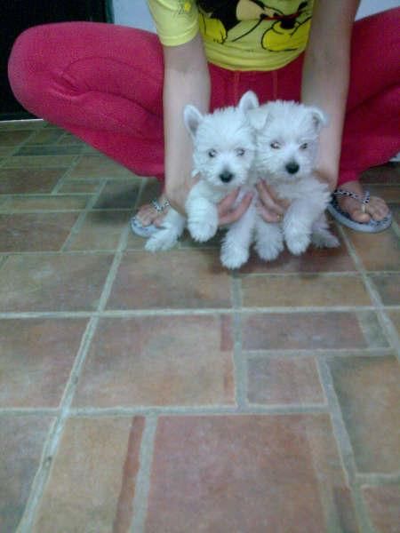 Cachorros de westy
