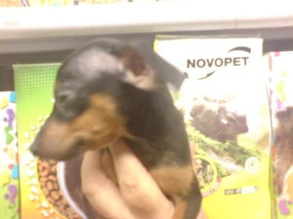 CAMADA  DE MINI PINSCHER EN VENTA EN AQUANATURA