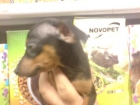 CAMADA  DE MINI PINSCHER EN VENTA EN AQUANATURA - mejor precio | unprecio.es