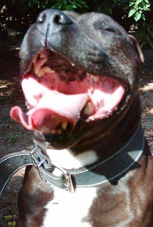 camada staffordshire bull terrier