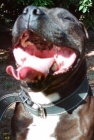 camada staffordshire bull terrier - mejor precio | unprecio.es