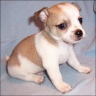 chihuahuas tois - mejor precio | unprecio.es