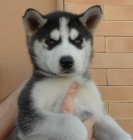 Excelentes cachorritos de husky siberiano - mejor precio | unprecio.es
