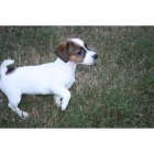 lindo perrito Jack Russell Terrier - mejor precio | unprecio.es