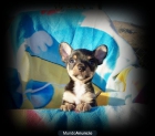 Precioso chihuahua negro y fuego - mejor precio | unprecio.es