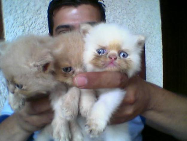 vendo gatitos persa