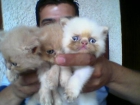 vendo gatitos persa - mejor precio | unprecio.es