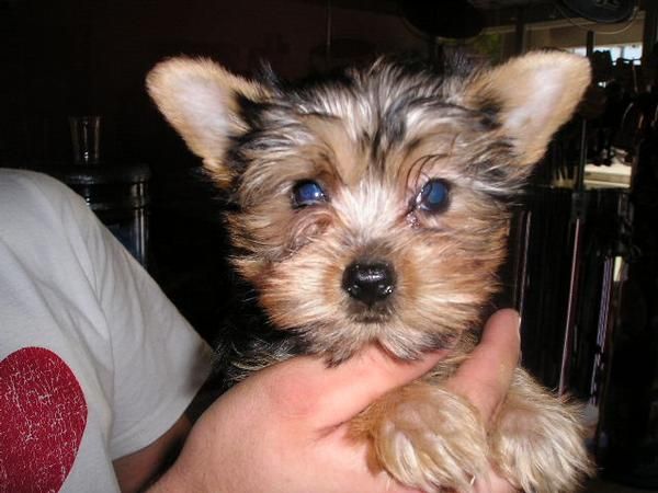 YORKSHIRE TERRIER MINI
