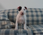 Cachorros de Mini Bull Terrier - - mejor precio | unprecio.es