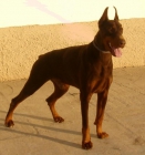 Cachorros Dobermann - mejor precio | unprecio.es