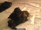 Preciosos cachorritos de Yorkshire. - mejor precio | unprecio.es