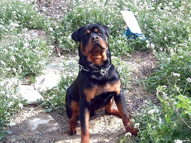 ROTTWEILERS