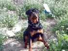 ROTTWEILERS - mejor precio | unprecio.es