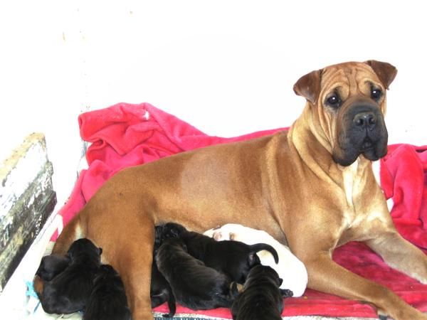 se venden shar peis preciosos