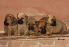 vendo cachorros bullmastif - mejor precio | unprecio.es